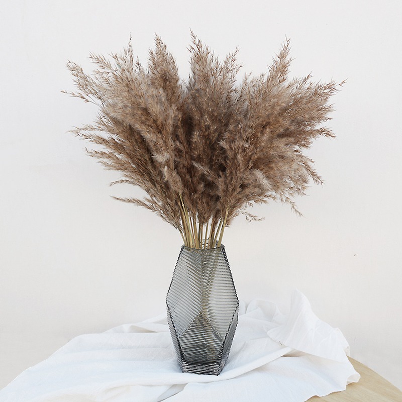 Art Craft Vase - 10 قطع من أعشاب البامباس الطبيعية